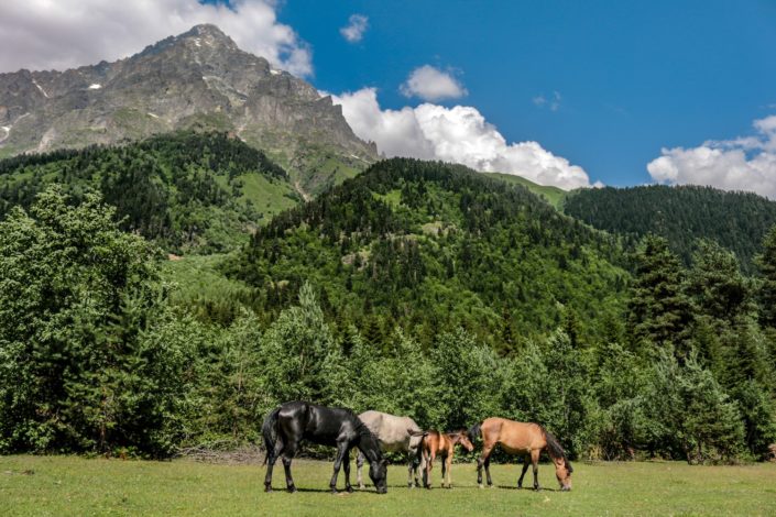 Natur und Pferde im Kaukasus