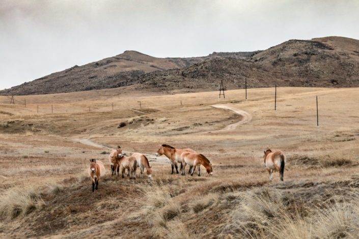 Hustai Nationalpark | Przewalski-Urwildpferde