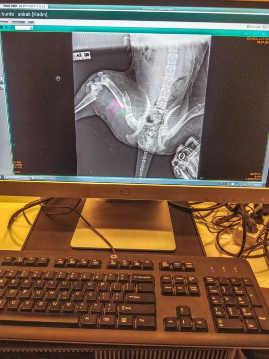 Röntgenaufnahme des hinteren Beines - X-ray of the back leg